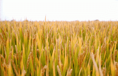 稻谷飘香迎丰年|天富娱乐生产基地奏响丰收乐章