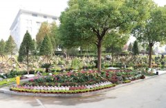 以树为碑：生命的另一种生长